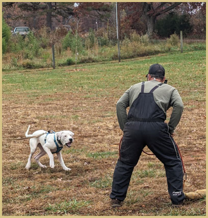 dogo argentino puppy