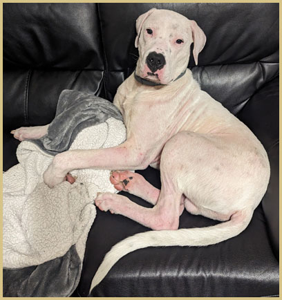 dogo argentino puppy