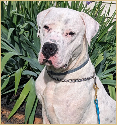 dogo argentino puppy