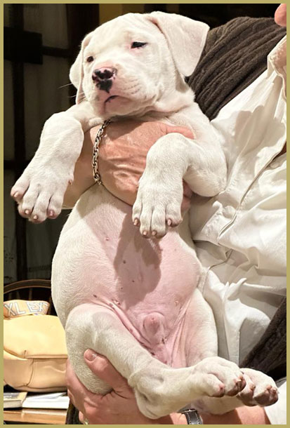 dogo argentino