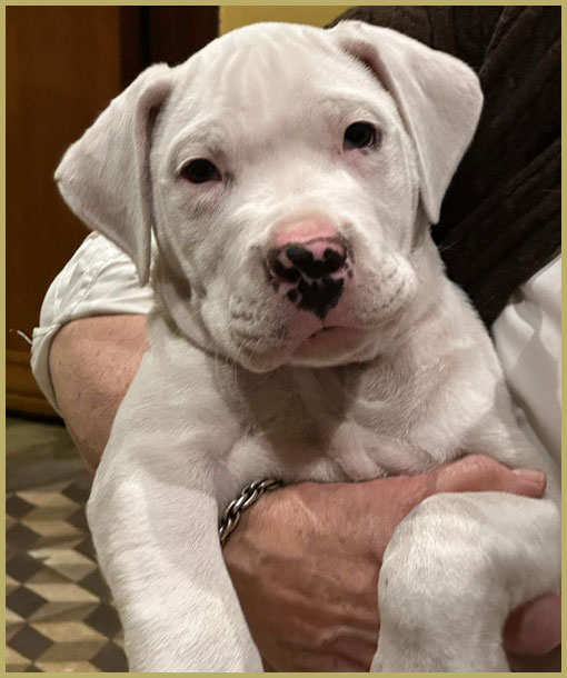 dogo argentino