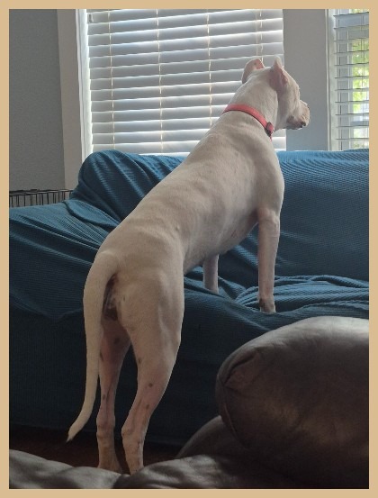 dogo argentino ARGENTUM