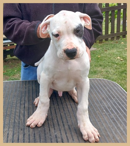 dogo argentino