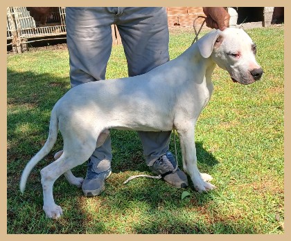 dogo argentino