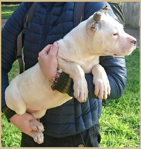 Clara dogo argentino de Argentum