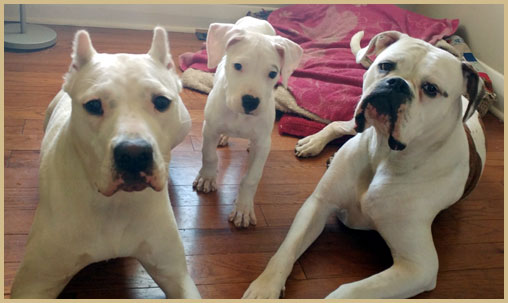 Clara dogo argentino de Argentum