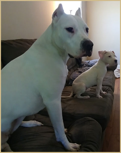 Clara dogo argentino de Argentum