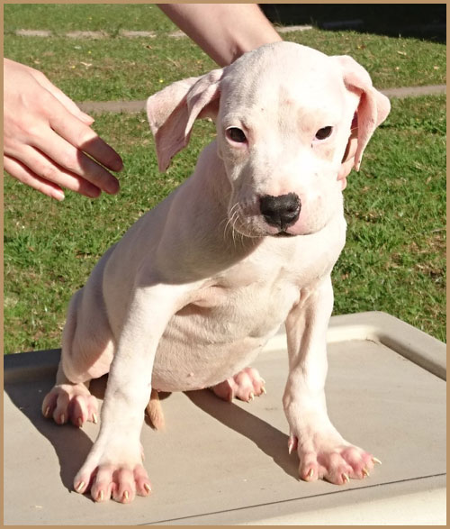 dogo argentino