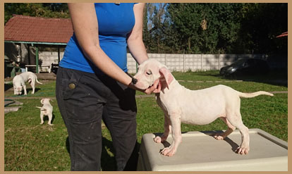 Clara dogo argentino de Argentum