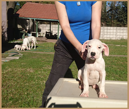 Clara dogo argentino de Argentum