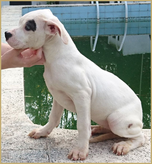 dogo argentino