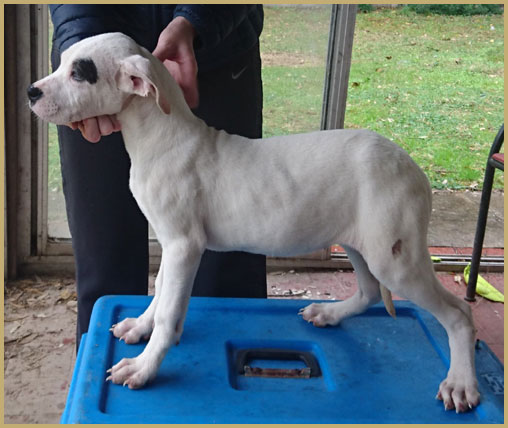 dogo argentino