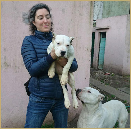 dogo argentino puppy