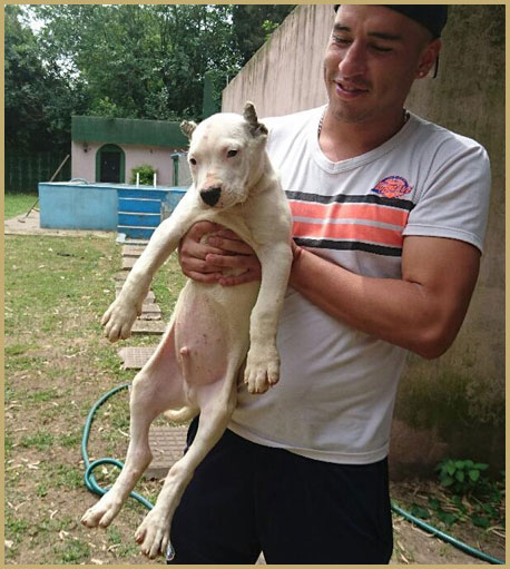 dogo argentino puppy