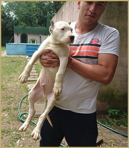 dogo argentino puppy