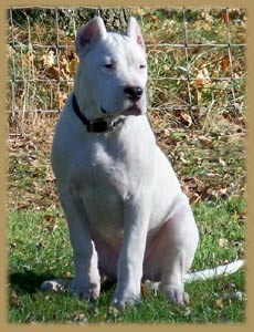 ARGENTUM Dogo Argentino