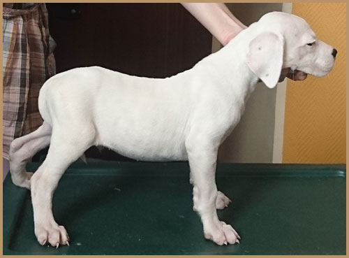 cachorro dogo argentino