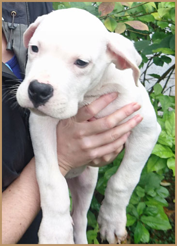 cachorro dogo argentino