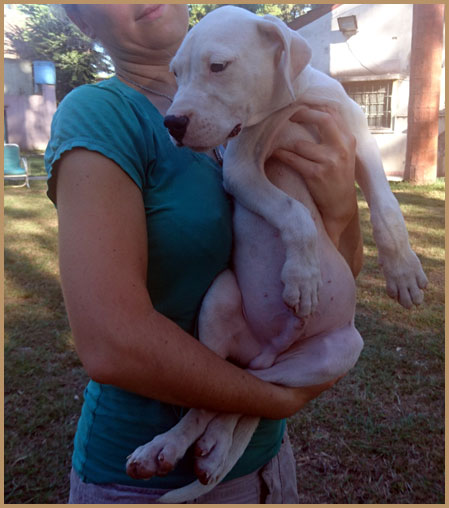 dogo argentino