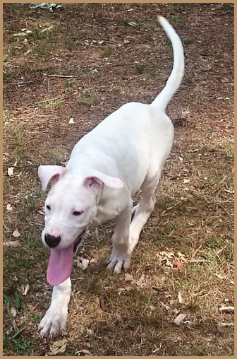 dogo argentino