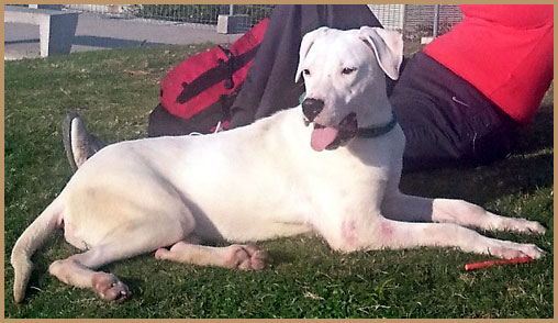 dogo argentino