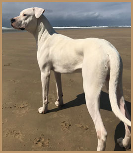 dogo argentino