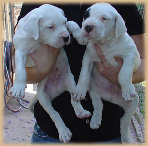 ARGENTUM Dogo Argentino