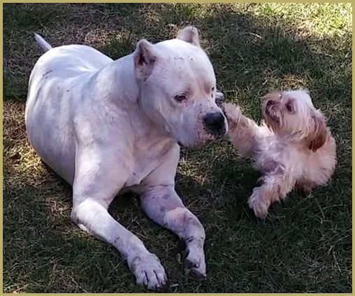 dogo argentino