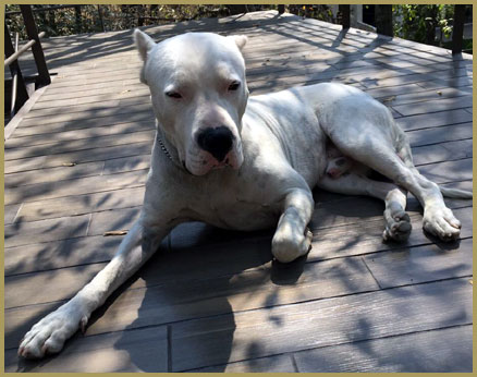 dogo argentino Argentum