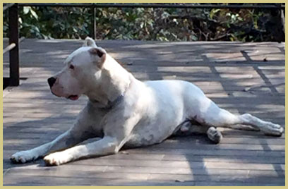 dogo argentino Argentum