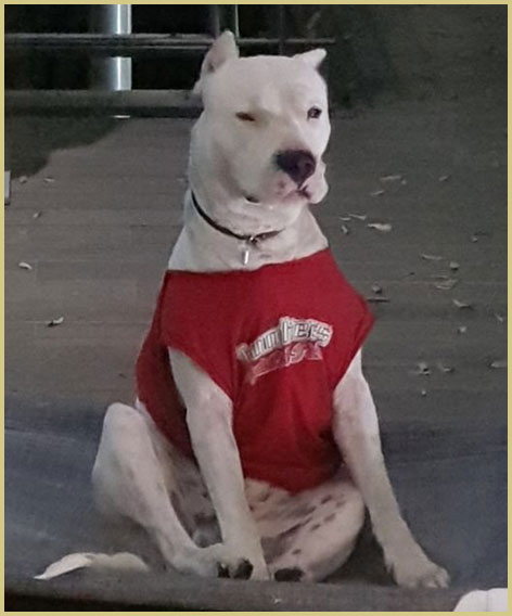 dogo argentino Argentum