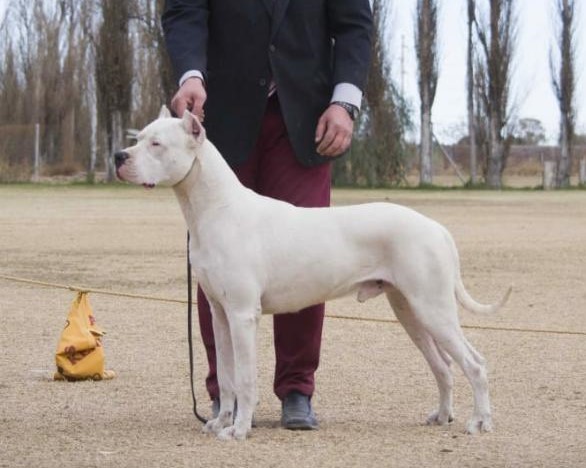 Argentine Dogue Patan