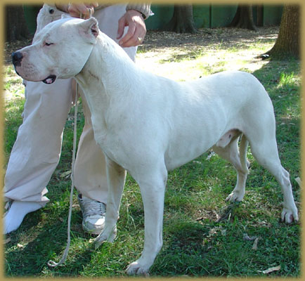 Argentine Dogue Watson de Argentum