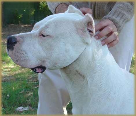 Argentine Dogue Watson de Argentum