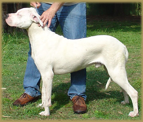 Argentine Dogue Watson de Argentum