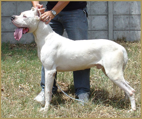 Dogo Argentino Xoxo de Argentum