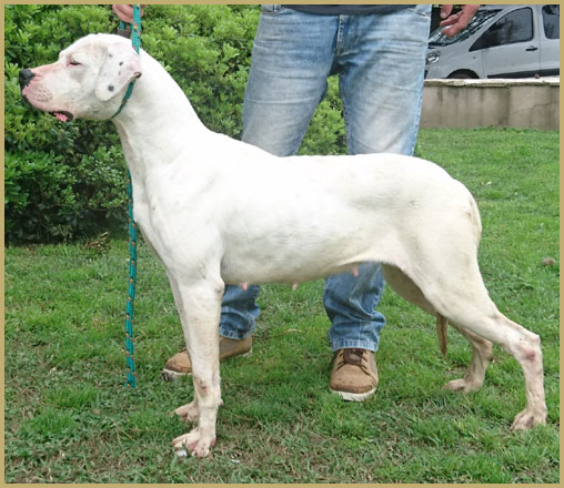 Argentine Dogue Xuxa de Argentum