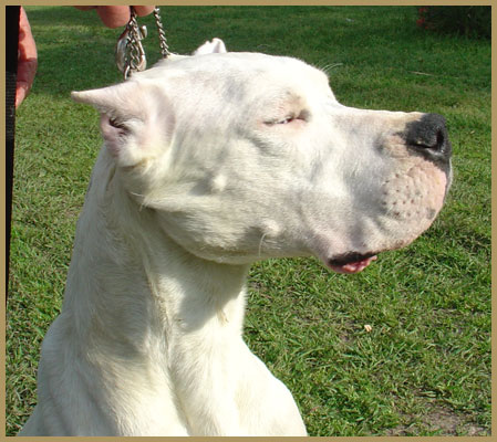 Dogo Argentino Aurora de Atucha