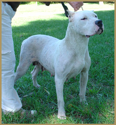 Dogo Argentino Aurora de Atucha