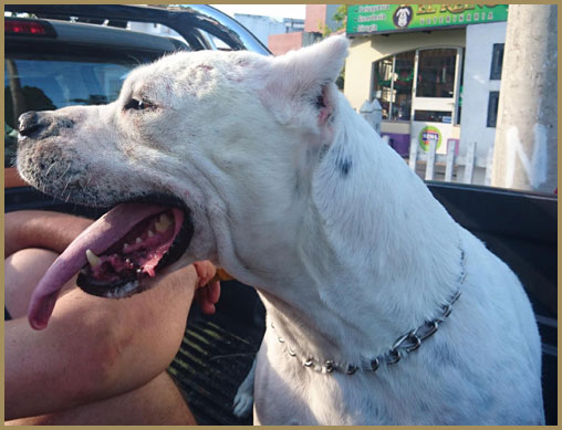 dogo argentino