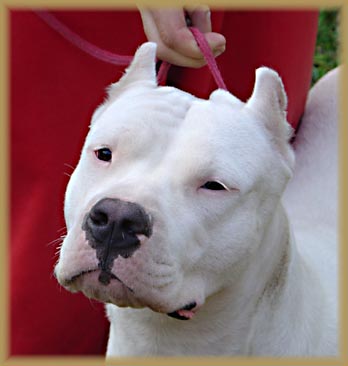 Dogo Argentino CEA Azahar de Argentum