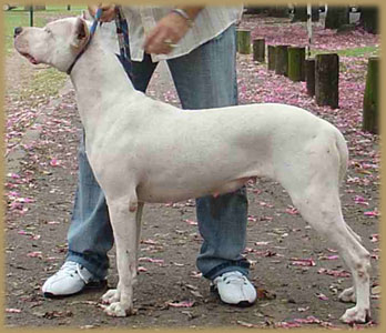 Dogo Argentino Chunchu de Argentum