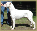 dogo argentino