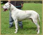 Dogo Argentino Talero de Antares