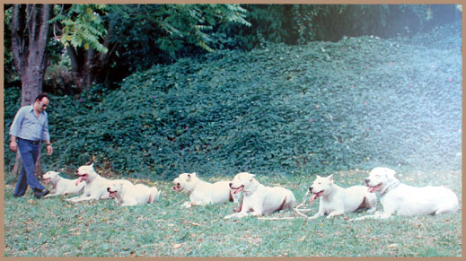 Dogo Argentino Abrojo del Huaico