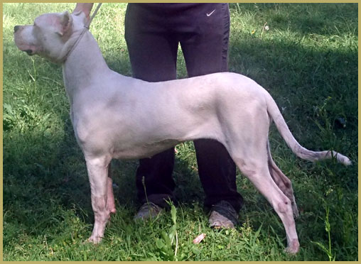 Argentine Dogue Akira del Huaico