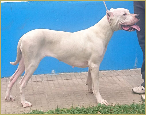 Argentine Dogue Akira del Huaico