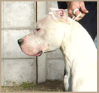 dogo argentino Hannibal de Argentum