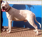 argentine dogo