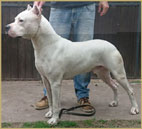 dogo argentino Hannibal de Argentum